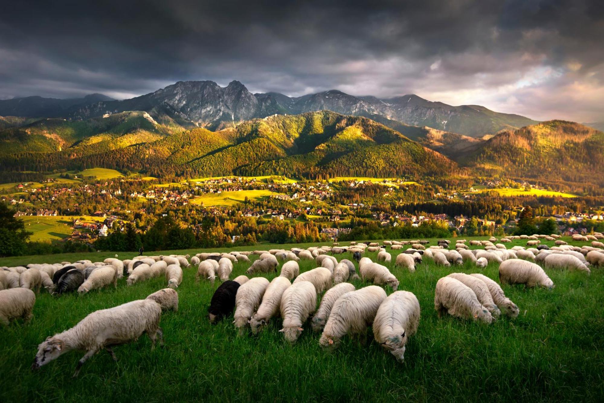 Gorska Osada Luxury Chalets Zakopane بورونين المظهر الخارجي الصورة